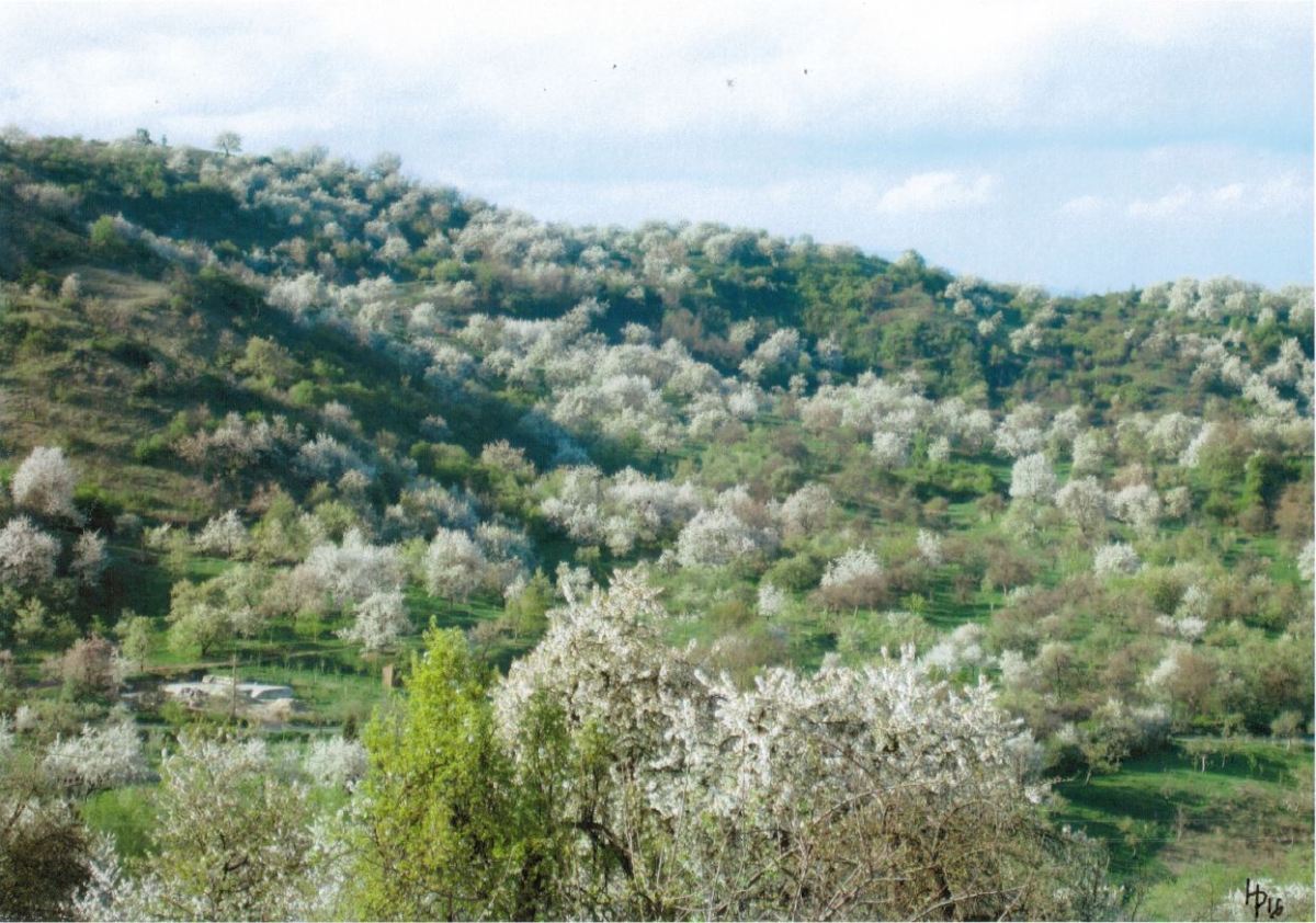 10 Kirschblüten Rumänien Home